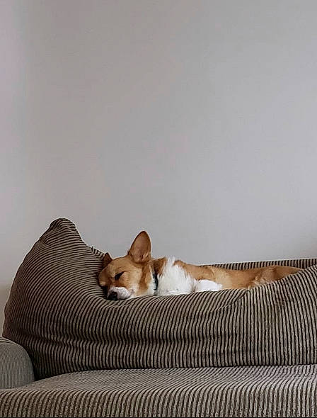 Honeybuns is registered to the contest to win money with this photo: bed, beige, canidae, carnivore, cat, comfort, companion_dog, couch, dog, fawn, felidae, fur, furniture, interior_design, kitten, mammal, pembroke_welsh_corgi, room, small_to_medium_sized_cats, whiskers