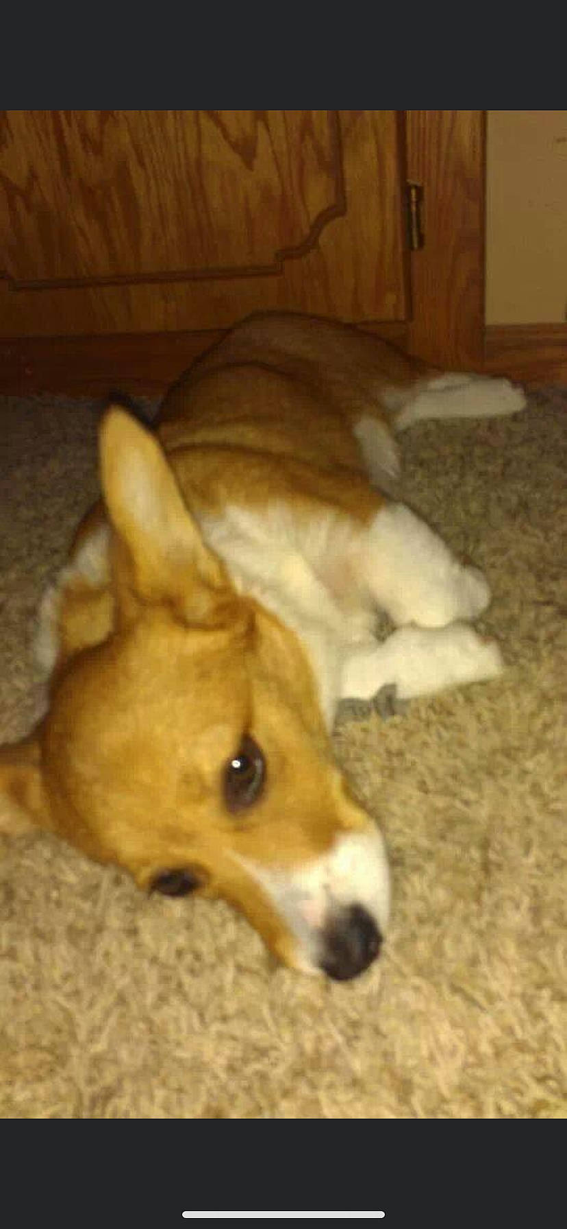 Honeybuns is registered to the contest to win money with this photo: basenji, canidae, cardigan_welsh_corgi, carnivore, carolina_dog, companion_dog, corgi_chihuahua, dog, dog_breed, fawn, mammal, miniature_fox_terrier, pembroke_welsh_corgi, snout, teddy_roosevelt_terrier, vertebrate, welsh_corgi