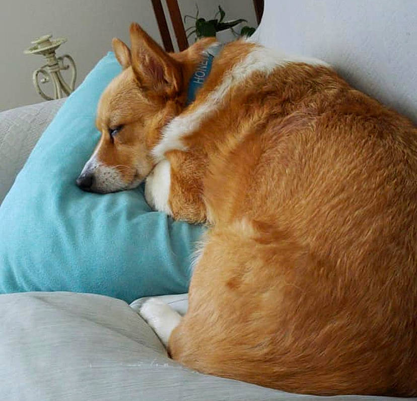 Honeybuns joined the competition — help win amazing prizes! canidae, cardigan_welsh_corgi, carnivore, comfort, companion_dog, dog, dog_breed, fawn, fur, furniture, mammal, pembroke_welsh_corgi, portuguese_podengo, sporting_group, vertebrate, welsh_corgi