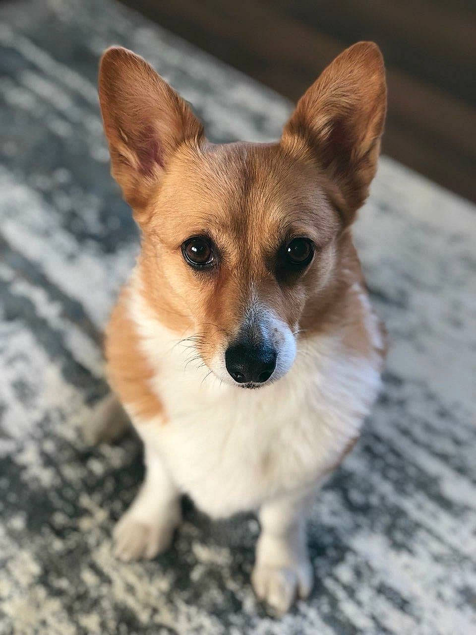 Honeybuns is registered to the contest to win money with this photo: ancient_dog_breeds, canidae, cardigan_welsh_corgi, carnivore, companion_dog, corgi_chihuahua, dog, dog_breed, ear, fawn, mammal, pembroke_welsh_corgi, puppy, rare_breed_dog, snout, vertebrate, welsh_corgi, whiskers