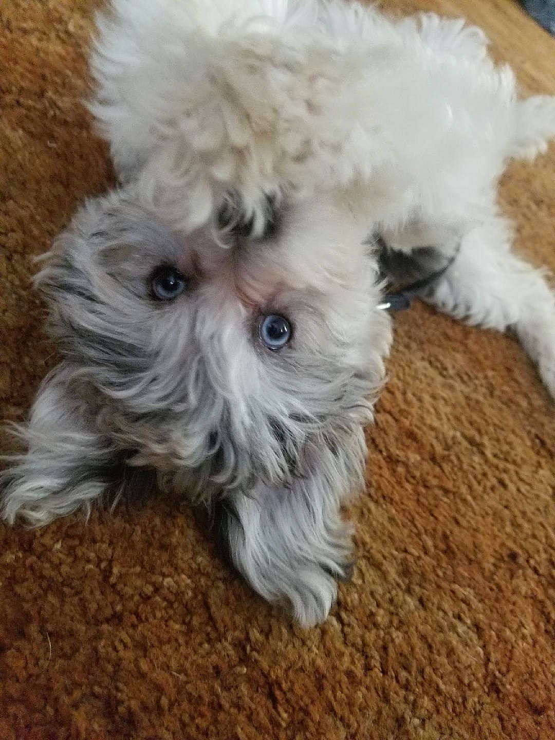 Little Miss Luna is registered to the contest to win money with this photo: bolognese, bolonka, canidae, carnivore, cockapoo, companion_dog, dog, dog_breed, havanese, maltepoo, maltese, mammal, miniature_poodle, poodle_crossbreed, puppy, schnoodle, shih_poo, terrier, toy_poodle, vertebrate