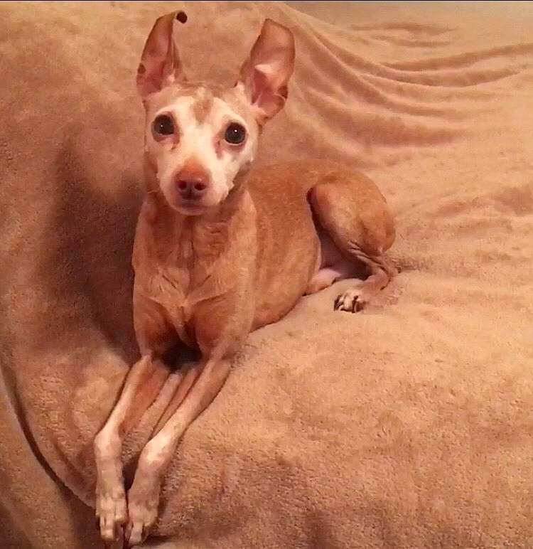 Tank joined the competition — help win amazing prizes! canidae, carnivore, comfort, companion_dog, dog, dog_breed, ear, fawn, liver, non_sporting_group, paw, snout, sporting_group, terrestrial_animal, toy_dog, whiskers, wood, working_animal