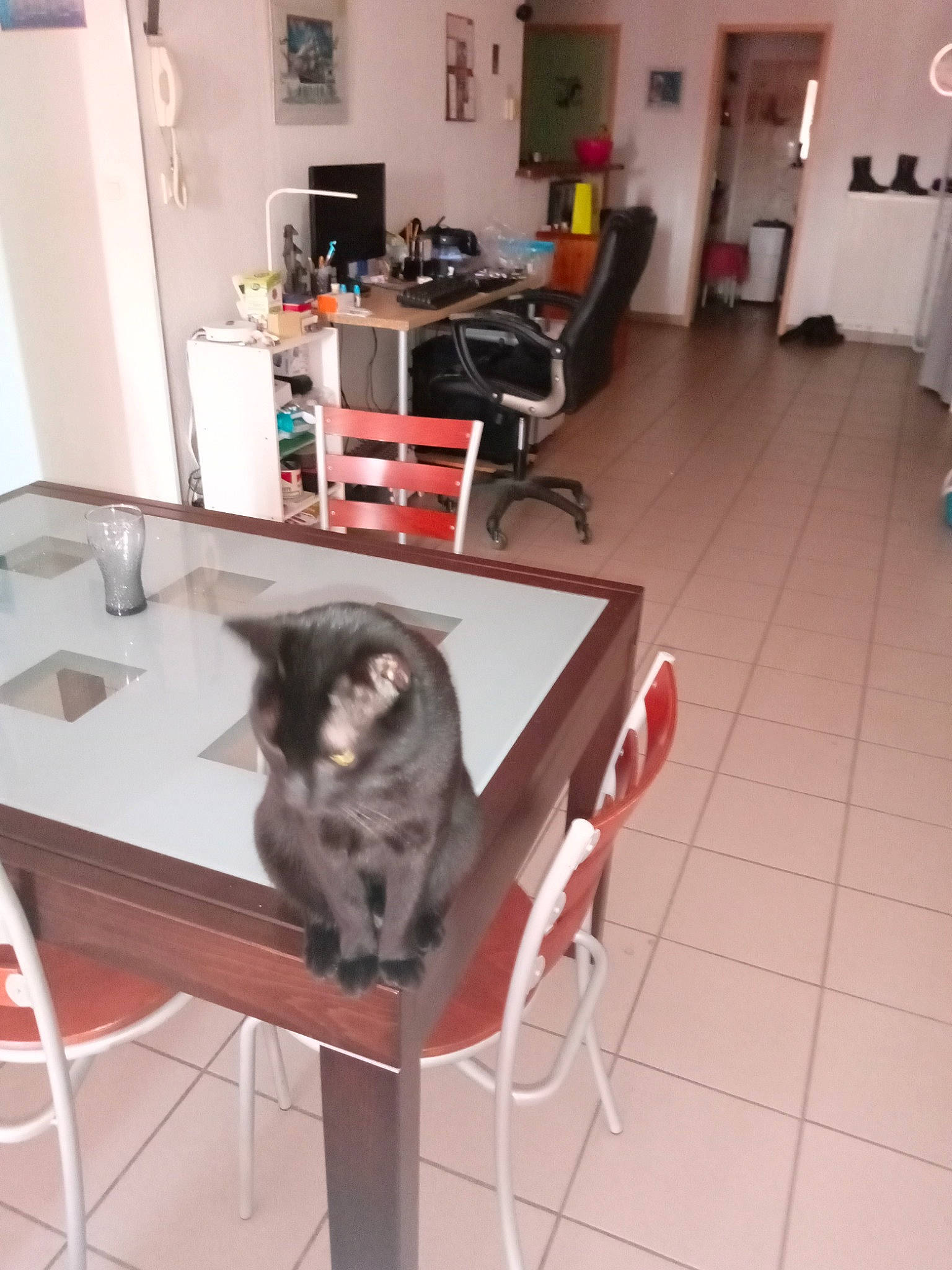 Pacha participe au concours pour gagner de l'argent avec cette photo : canidae, carnivore, cat, chair, comfort, companion_dog, dog_breed, felidae, floor, flooring, fur, furniture, hardwood, interior_design, living_room, small_to_medium_sized_cats, sporting_group, table, whiskers, wood