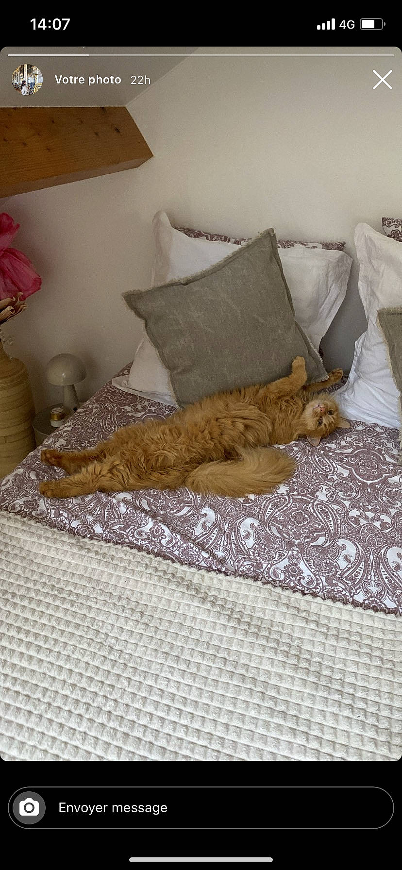 Gaston a rejoint le concours — aidez-le/la à gagner de superbes lots ! bed, bed_frame, bed_sheet, bedding, bedroom, brown, comfort, couch, duvet, felidae, floor, flooring, hardwood, linens, pillow, room, studio_couch, textile, throw_pillow, wood