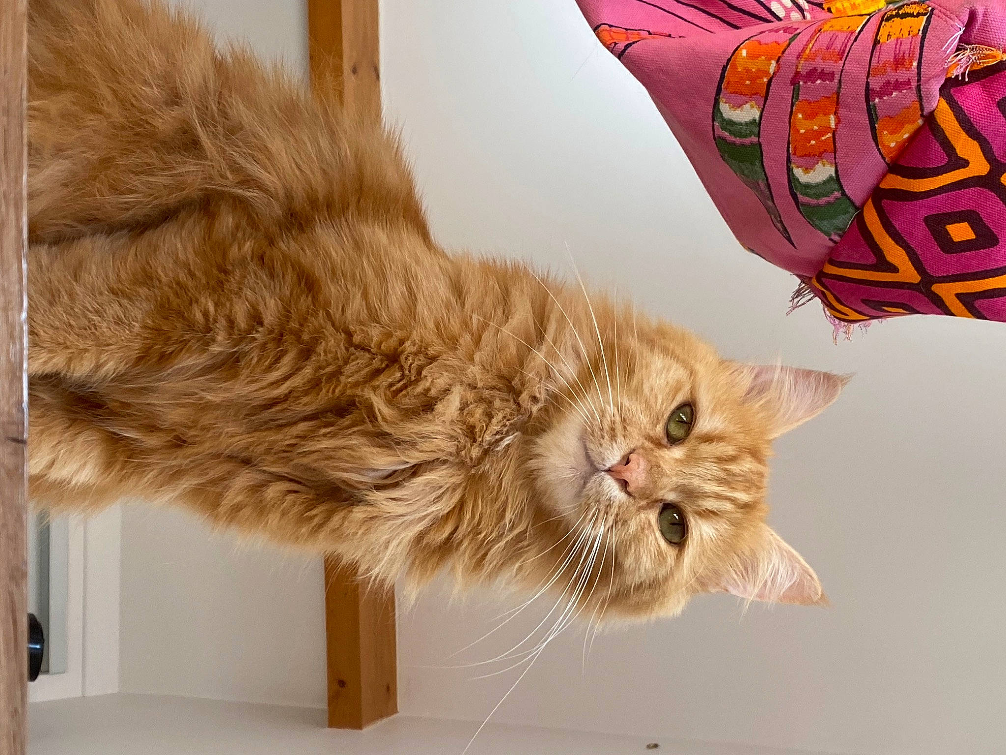 Gaston participe au concours pour gagner de l'argent avec cette photo : carnivore, cat, comfort, domestic_short_haired_cat, felidae, fur, paw, small_to_medium_sized_cats, snout, tail, whiskers, window, wood