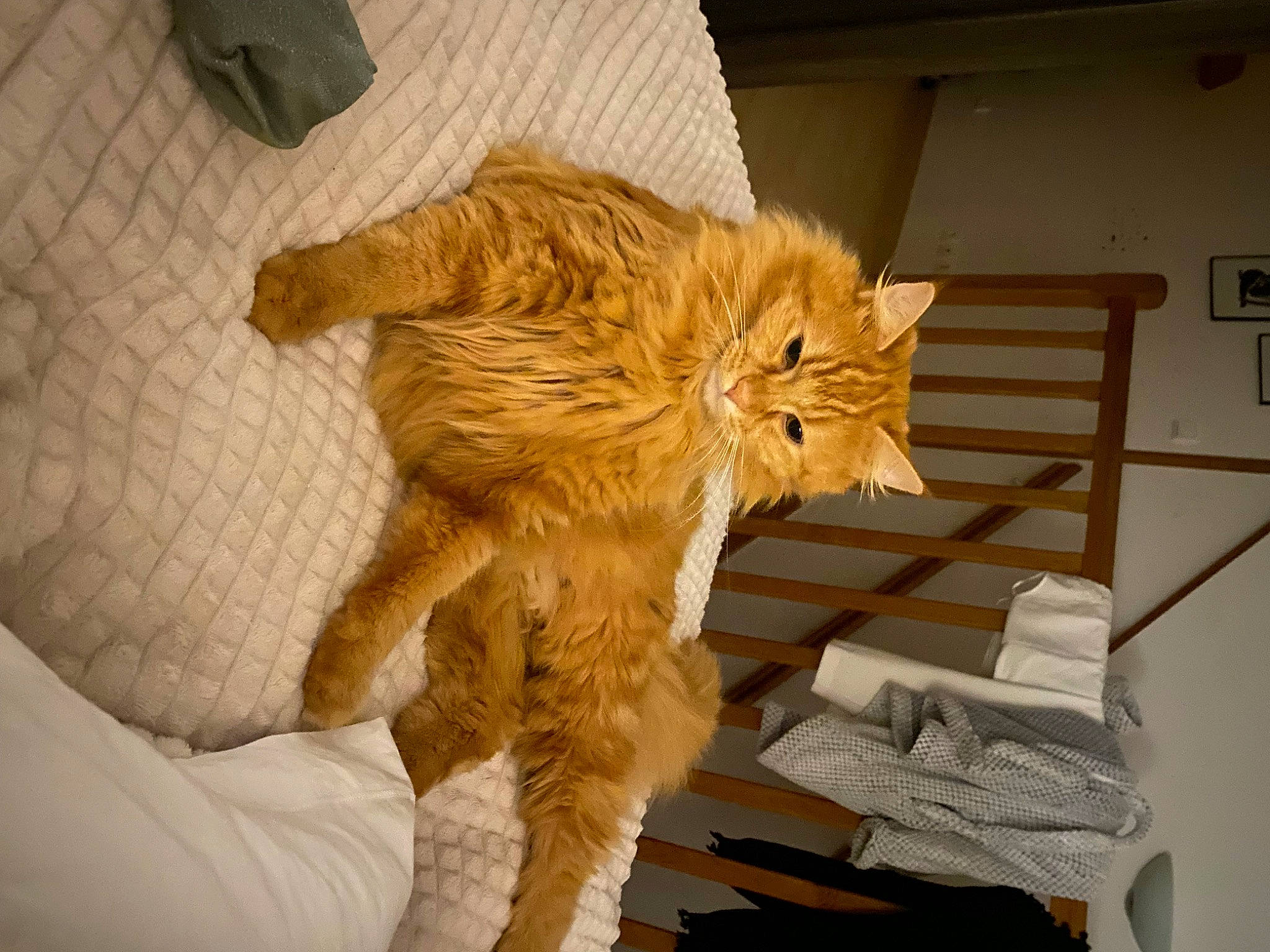 Gaston participe au concours pour gagner de l'argent avec cette photo : bed, cardboard, carnivore, cat, claw, comfort, domestic_short_haired_cat, fawn, felidae, flooring, fur, hardwood, paw, room, small_to_medium_sized_cats, snout, tail, textile, whiskers, wood