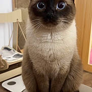 Leo joined the competition — help win amazing prizes! animal, cat, close_up, curious, cute, domestic, ears, fur, furniture, home, indoor, mammal, pet, portrait, siamese_cat, sitting, stool, whiskers, wide_eyes, wood