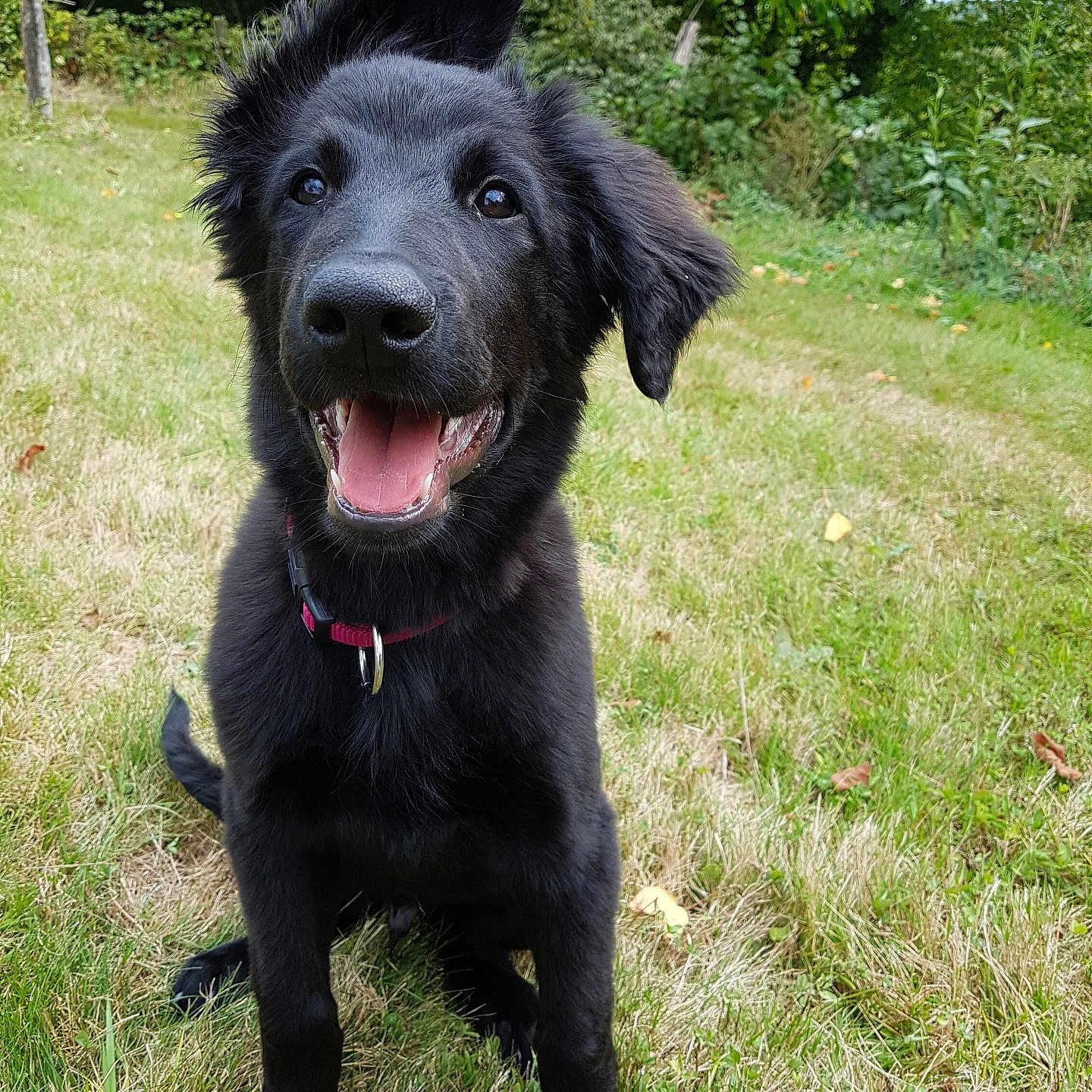 Marley participe au concours pour gagner de l'argent avec cette photo : animal, ball, canine, dog, field, grass, grassland, labradorretriever, lawn, nature, outdoors, park, pet, plant, puppy, sport, tennis, tree, vegetation, yard