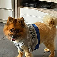Gucci participe au concours pour gagner de l'argent avec cette photo : dog, small_dog, fluffy, pet, indoor, floor, clothing, gray_shirt, blue_belt, happy, looking, standing, tail, ears, fur, animal, domestic_animal, home, furniture, tile_floor