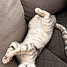 Nala participe au concours pour gagner de l'argent avec cette photo : kitten, cat, upside_down, couch, quilted, feline, pet, playful, whiskers, paws, ears, indoor, cozy, fur, cute, animal, relaxed, looking_up, domestic_cat, resting