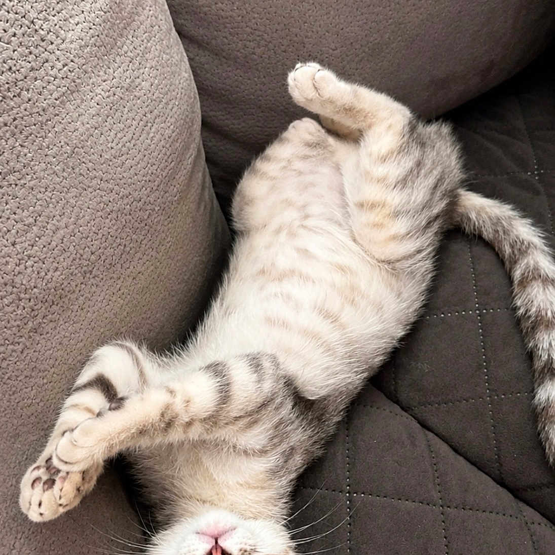 Nala participe au concours pour gagner de l'argent avec cette photo : kitten, cat, upside_down, couch, quilted, feline, pet, playful, whiskers, paws, ears, indoor, cozy, fur, cute, animal, relaxed, looking_up, domestic_cat, resting