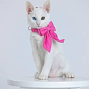 Marie joined the competition — help win amazing prizes! kitten, cat, heterochromia, white_fur, pink_bow, stool, pet, animal, portrait, studio, cute, feline, blue_eye, green_eye, domestic_cat, sitting, isolated, soft_lighting, curious, indoor
