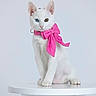 kitten, cat, heterochromia, white_fur, pink_bow, stool, pet, animal, portrait, studio, cute, feline, blue_eye, green_eye, domestic_cat, sitting, isolated, soft_lighting, curious, indoor