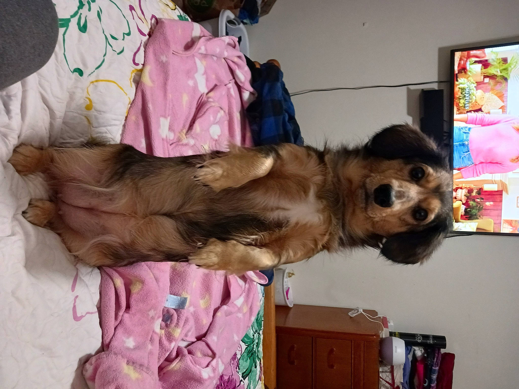 Abby is registered to the contest to win money with this photo: art, canidae, carnivore, companion_dog, dog, dog_breed, fawn, fur, liver, pink, room, sporting_group, tail, working_animal