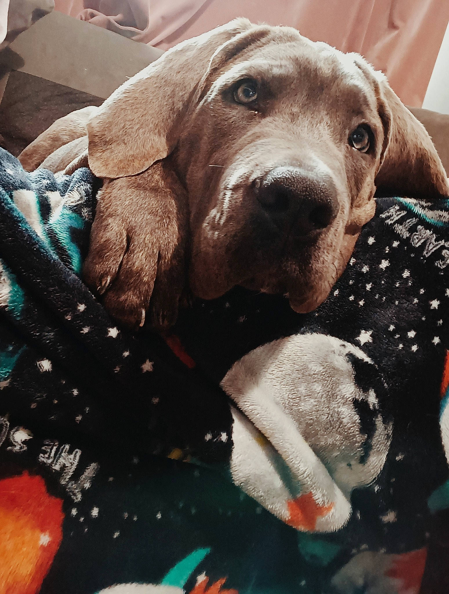 Temperance joined the competition — help win amazing prizes! canidae, carnivore, collar, comfort, companion_dog, dog, dog_breed, dog_collar, dog_supply, fawn, fur, gun_dog, liver, pattern, pet_supply, smile, snout, sporting_group, whiskers, working_animal