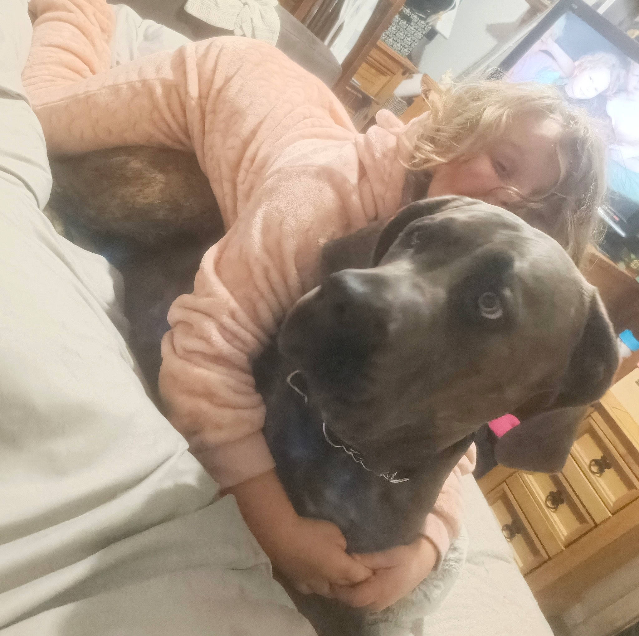 Temperance joined the competition — help win amazing prizes! canidae, carnivore, chair, comfort, companion_dog, dog, dog_breed, ear, fawn, fur, gesture, guard_dog, non_sporting_group, selfie, sporting_group, whiskers, working_animal