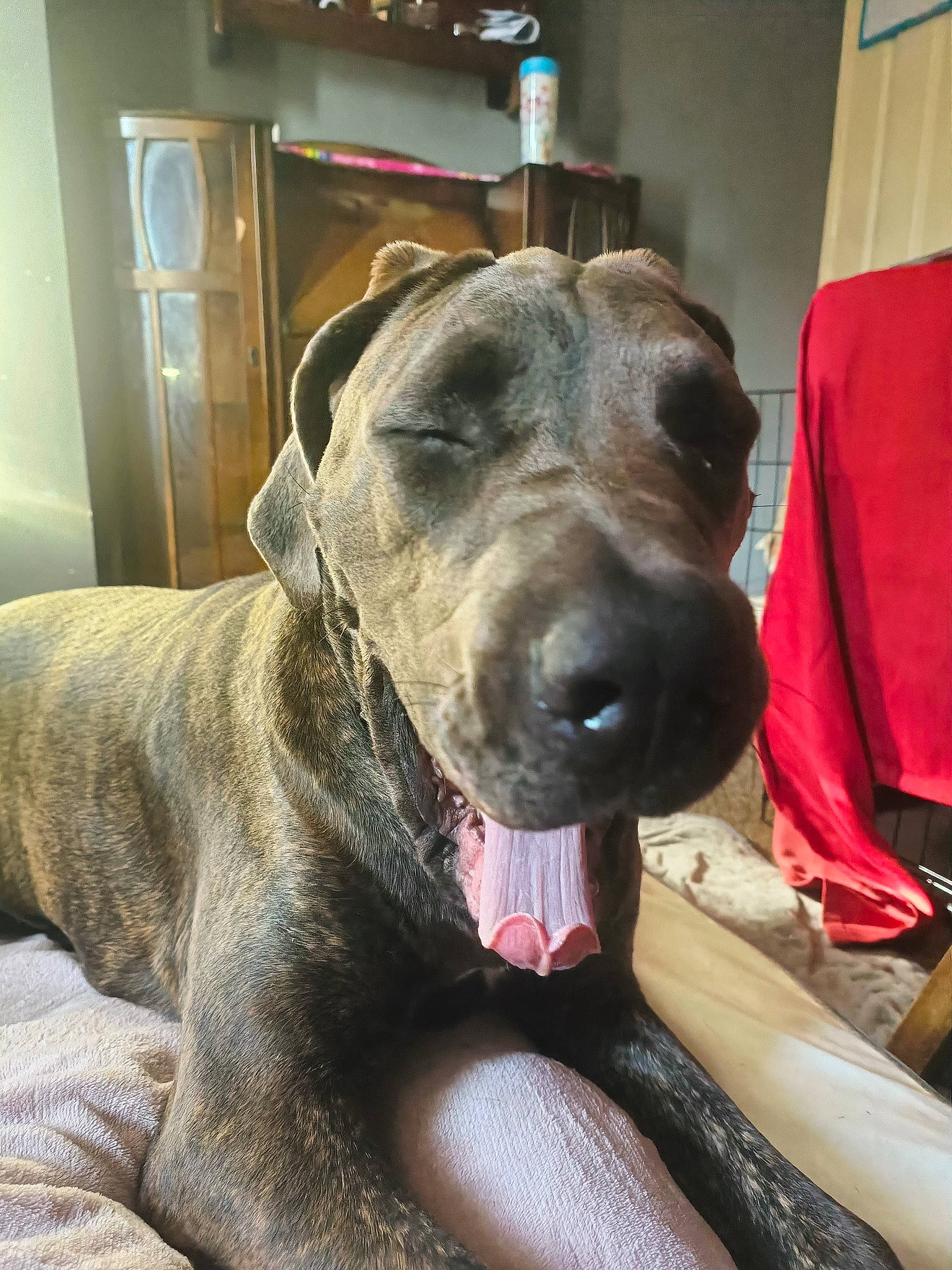 Temperance is registered to the contest to win money with this photo: canidae, carnivore, collar, companion_dog, dog, dog_breed, dog_collar, ear, fawn, fur, great_dane, guard_dog, liver, pet_supply, snout, sporting_group, terrestrial_animal, whiskers, working_animal, working_dog