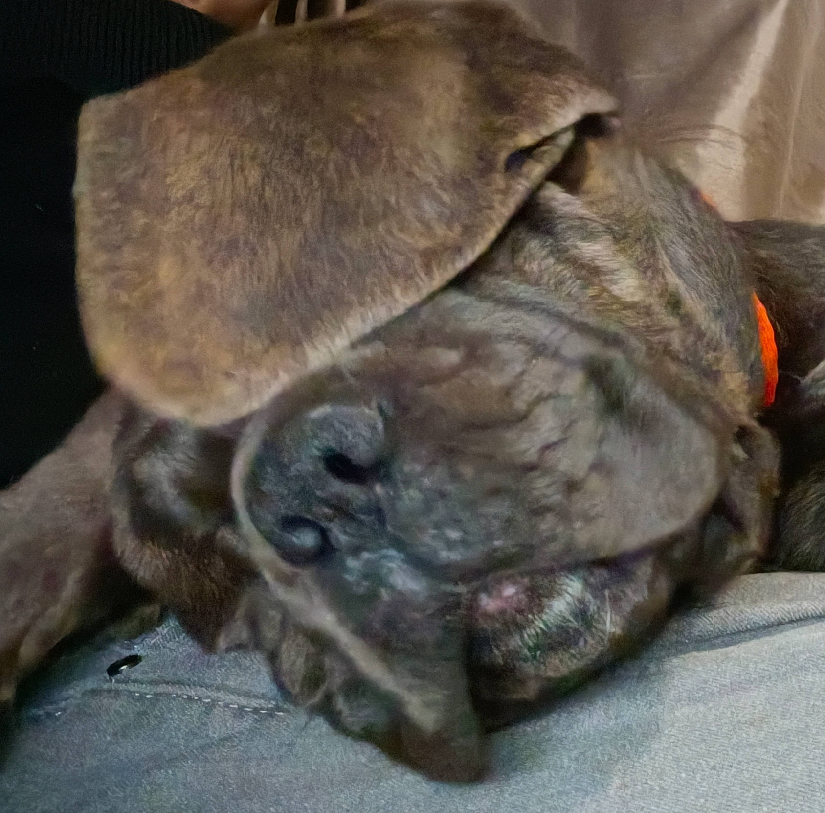 Temperance is registered to the contest to win money with this photo: canidae, carnivore, comfort, companion_dog, dog, dog_breed, fawn, fur, liver, pug, snout, sporting_group, terrestrial_animal, treeing_tennessee_brindle, working_animal, wrinkle