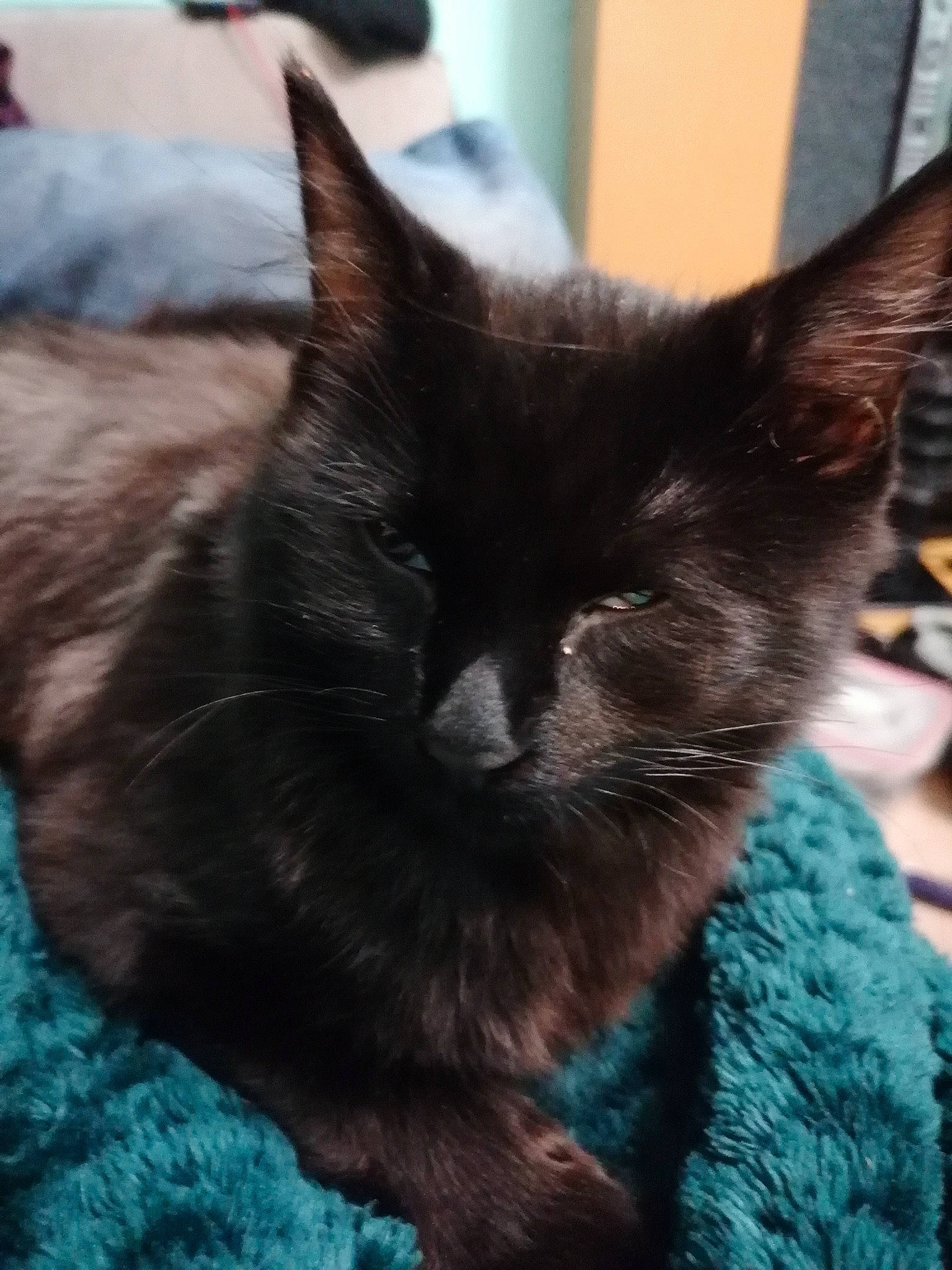 Phat Boi is registered to the contest to win money with this photo: black_cat, bombay, carnivore, cat, cat_supply, claw, comfort, domestic_short_haired_cat, ear, electric_blue, felidae, fur, nap, paw, small_to_medium_sized_cats, tail, terrestrial_animal, whiskers