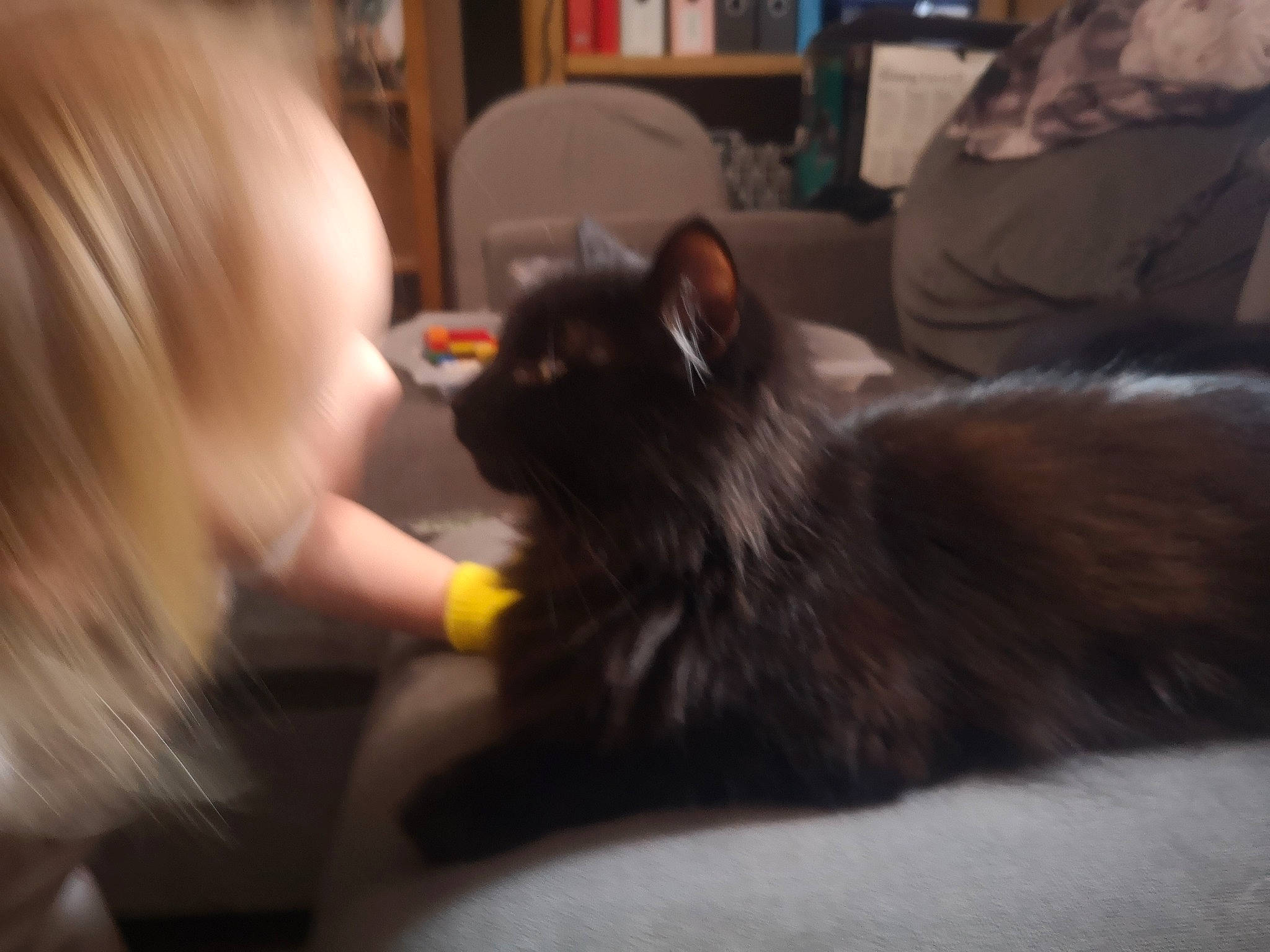 Phat Boi is registered to the contest to win money with this photo: black_cat, bookcase, carnivore, cat, comfort, companion_dog, dog_breed, ear, felidae, flooring, fur, iris, lap, room, shelf, sitting, small_to_medium_sized_cats, toddler, vertebrate, whiskers