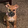 puppy, dog, brown_dog, sitting, carpet, indoor, pet, young_dog, collar, curious, ears, floor, animal, cute, canine, domestic_animal, looking_up, household, wooden_chair, fur
