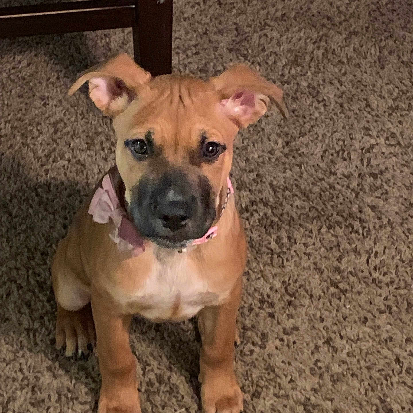 Ellie Mae joined the competition — help win amazing prizes! puppy, dog, brown_dog, sitting, carpet, indoor, pet, young_dog, collar, curious, ears, floor, animal, cute, canine, domestic_animal, looking_up, household, wooden_chair, fur