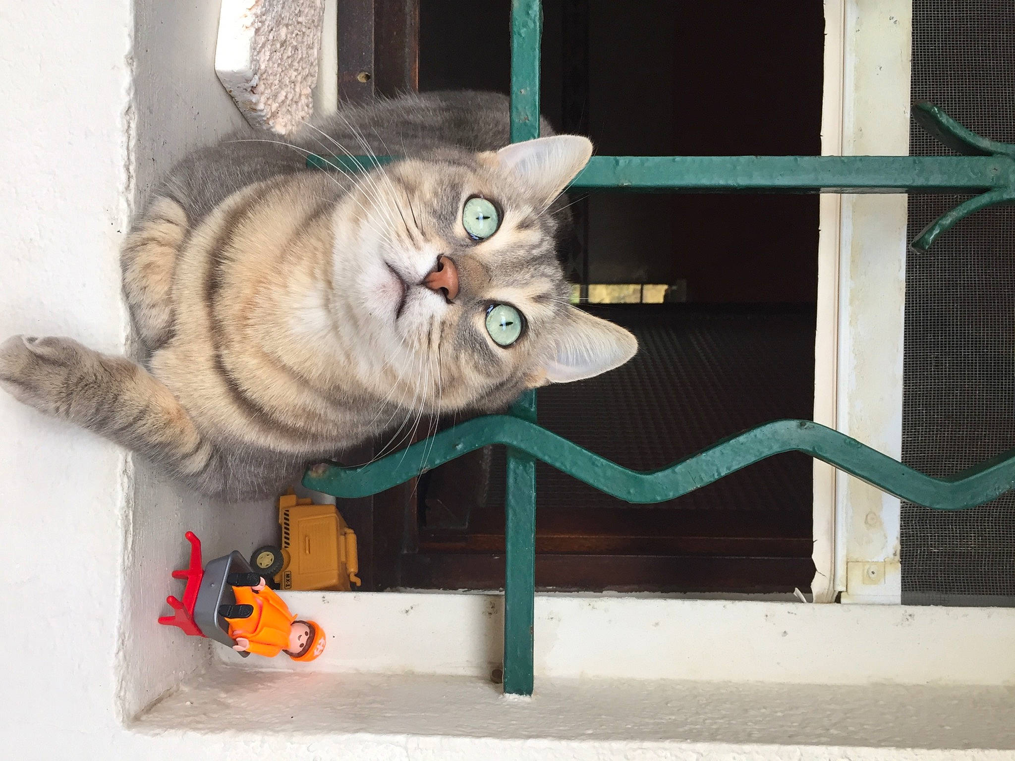 Yes participe au concours pour gagner de l'argent avec cette photo : art, carnivore, cat, claw, concrete, domestic_short_haired_cat, door, facade, fang, fawn, felidae, fur, paw, small_to_medium_sized_cats, snout, tail, whiskers, wildlife, window, wood