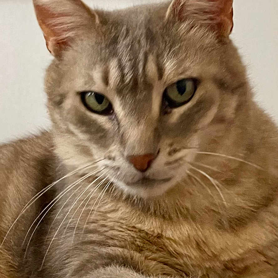 Yes a rejoint le concours — aidez-le/la à gagner de superbes lots ! abyssinian, accessories, advertisement, angora, animal, book, brasssection, cat, firearm, gun, horn, kitten, magazine, manx, musicalinstrument, pet, poster, publication, siamese, strap