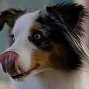 Uno a rejoint le concours — aidez-le/la à gagner de superbes lots ! dog, close_up, blue_eyes, tongue_out, fur, pet, animal, cute, muzzle, whiskers, ears, portrait, indoor, soft_light, fluffy, black, white, brown, expression, focused