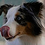dog, close_up, blue_eyes, tongue_out, fur, pet, animal, cute, muzzle, whiskers, ears, portrait, indoor, soft_light, fluffy, black, white, brown, expression, focused