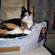 Milie a rejoint le concours — aidez-le/la à gagner de superbes lots ! alert, animal, calico_cat, cat, cozy, curtains, domestic_animal, feline, flash, fur, furniture, home, indoor, light, looking, pet_bed, resting, stone_wall, table, window