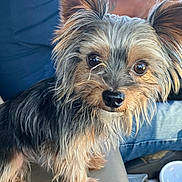 Rocky joined the competition — help win amazing prizes! dog, small_dog, close_up, fur, ears, eyes, car_seat, person, blue_jeans, blue_shirt, cup_holder, white_cup, pet, animal, indoor, vehicle, companion, cute, portrait, friendly