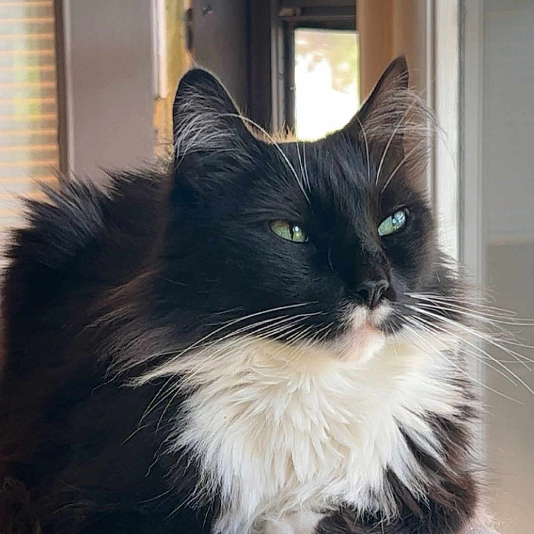 Charlie joined the competition — help win amazing prizes! cat, fluffy, black_and_white, green_eyes, indoor, window, natural_light, feline, pet, resting, close_up, domestic_cat, soft_surface, whiskers, calm, relaxed, portrait, animal, cute, fur