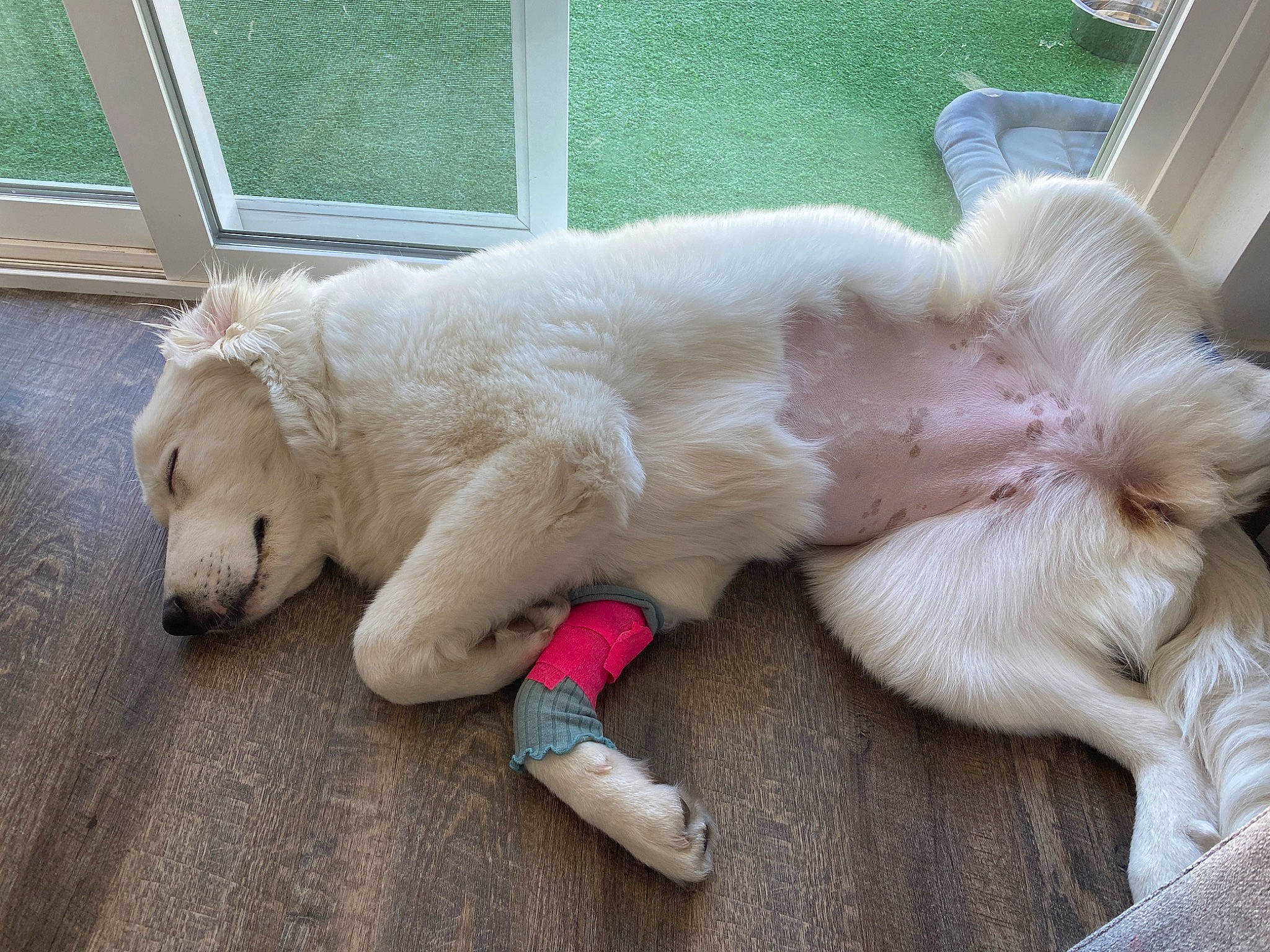 Ella joined the competition — help win amazing prizes! canidae, carnivore, claw, companion_dog, dog, dog_breed, fawn, foot, fur, liver, paw, snout, sporting_group, tail, terrestrial_animal, toy, window, working_animal