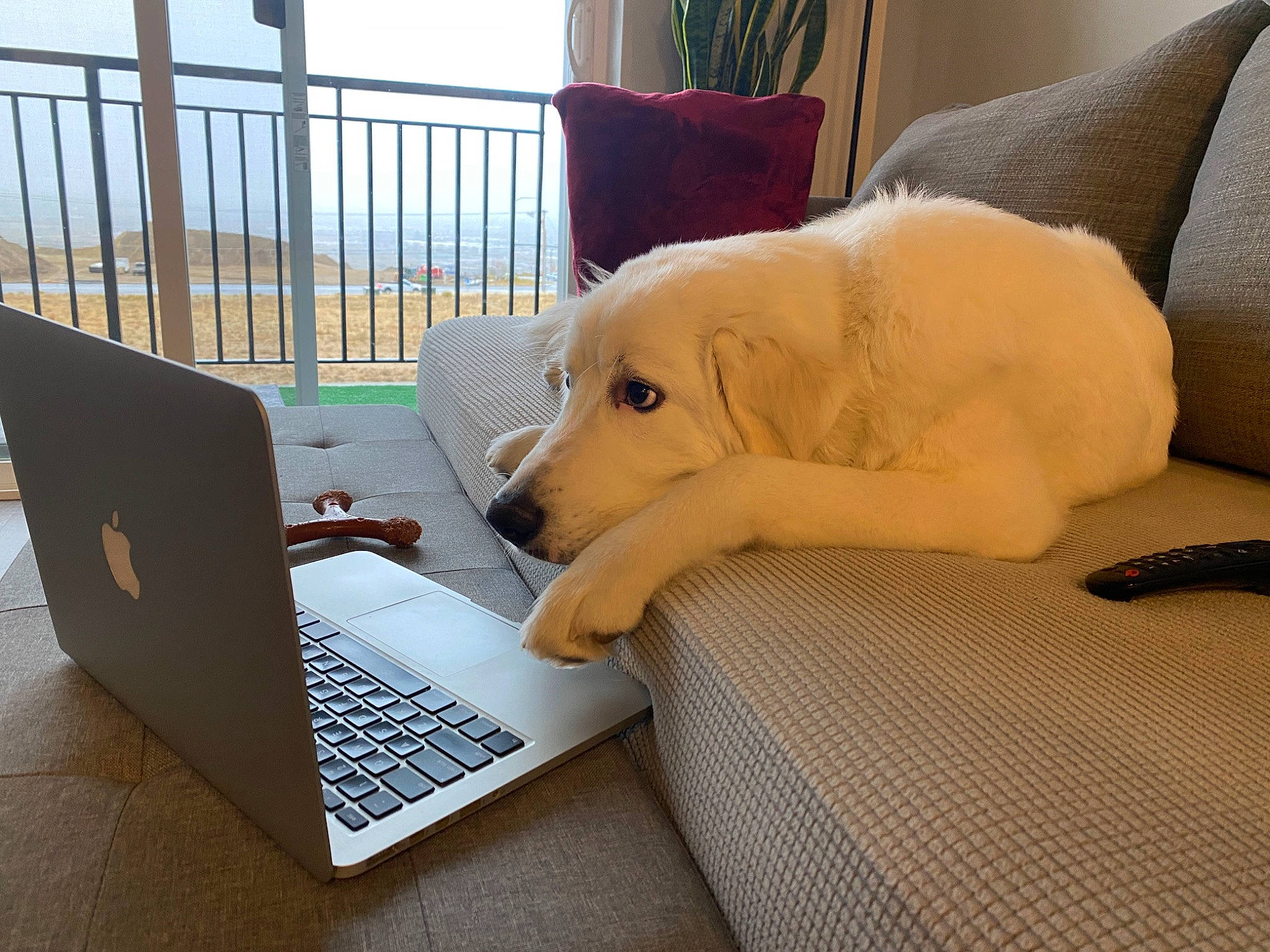 Ella is registered to the contest to win money with this photo: carnivore, comfort, companion_dog, computer, couch, dog, dog_breed, fence, flooring, furniture, gadget, input_device, laptop, mammal, netbook, office_equipment, personal_computer, pillow, touchpad, working_animal