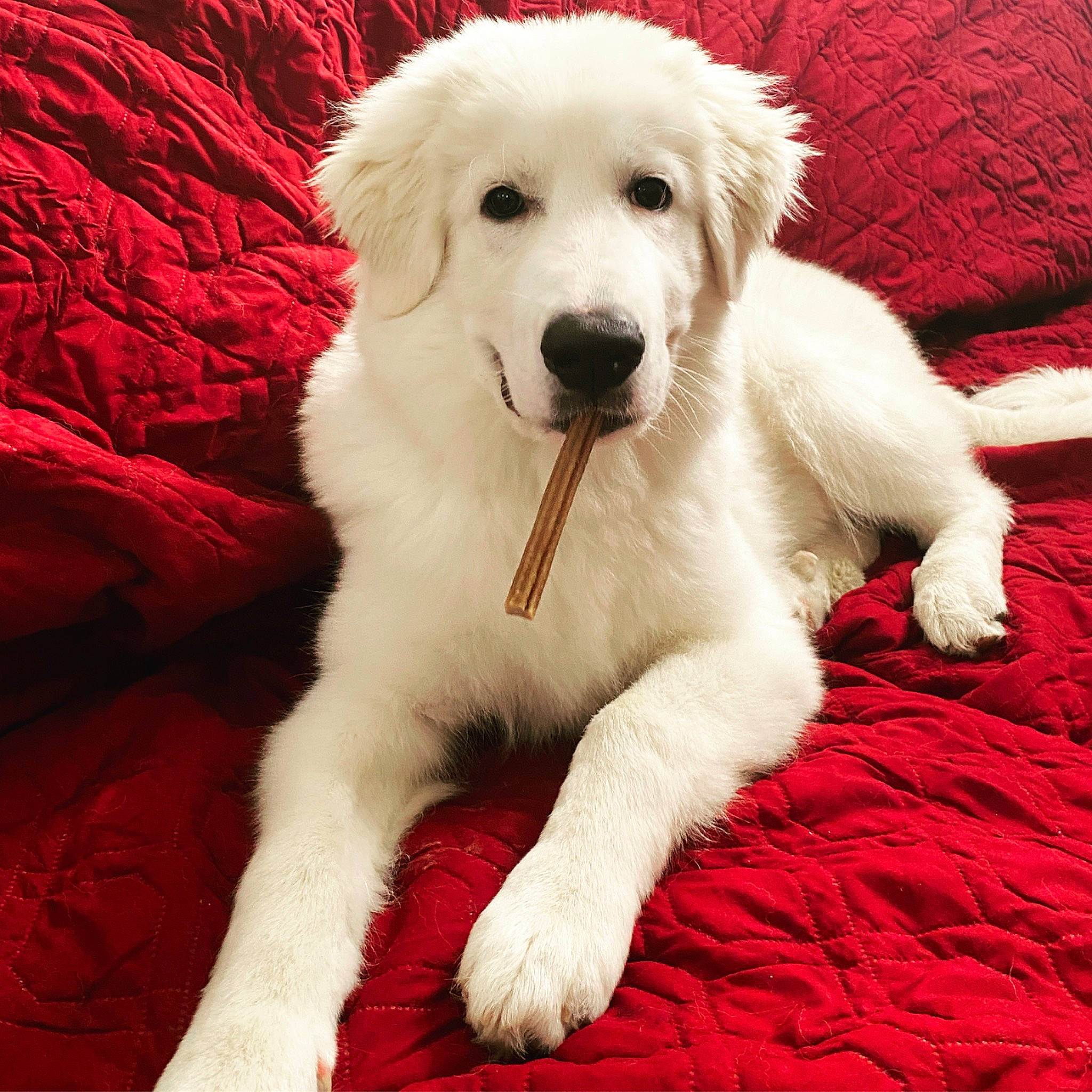 Ella is registered to the contest to win money with this photo: canidae, carnivore, companion_dog, dog, dog_breed, fur, giant_dog_breed, happy, kuvasz, non_sporting_group, paw, shout, sitting, snout, sporting_group, tail, working_animal