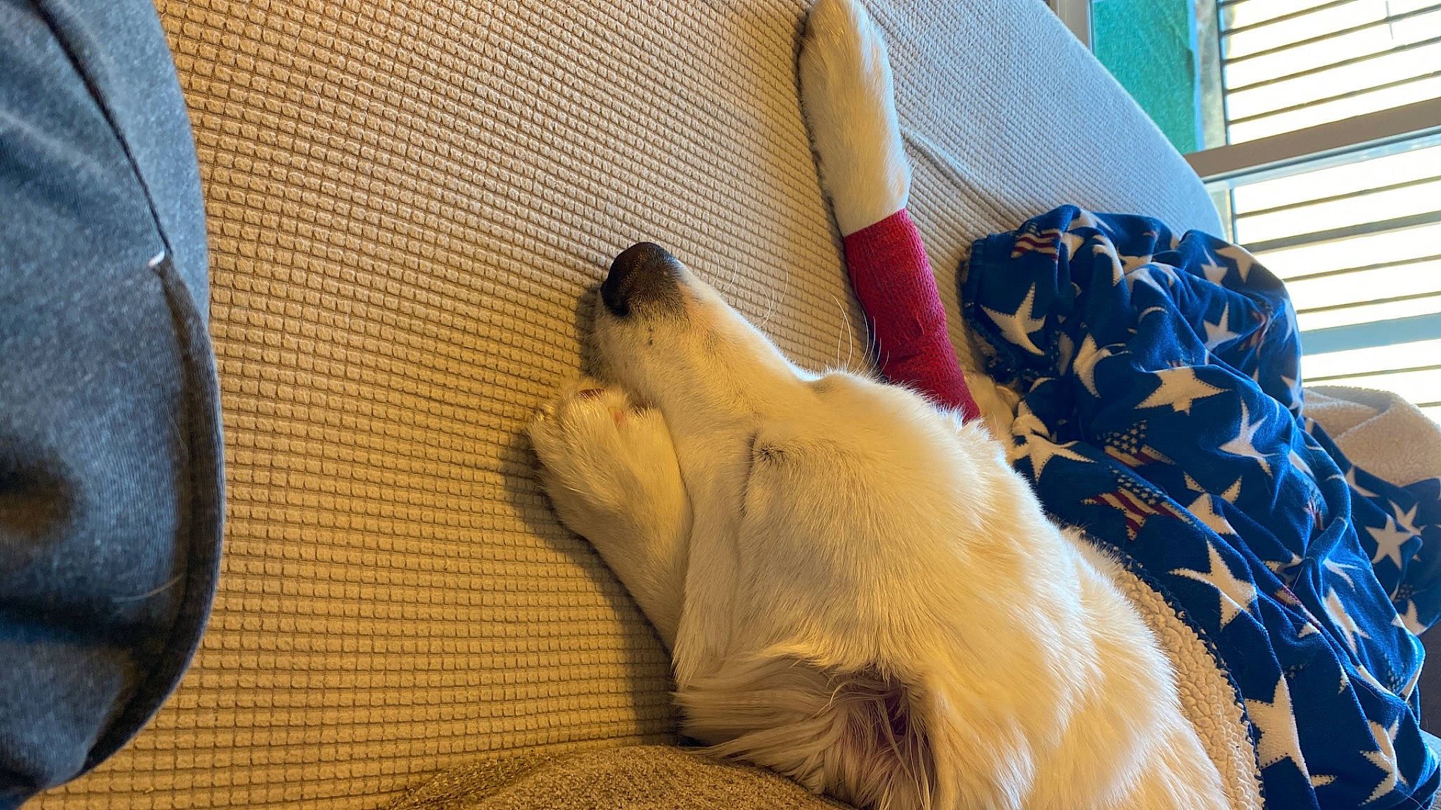 Ella joined the competition — help win amazing prizes! canidae, carnivore, comfort, companion_dog, dog, dog_breed, fawn, felidae, flooring, fur, hardwood, human_leg, linens, nail, paw, room, snout, sporting_group, whiskers, wood