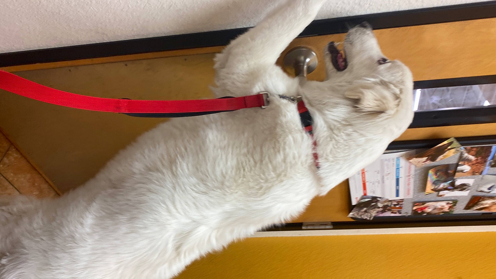 Ella joined the competition — help win amazing prizes! bookcase, carmine, carnivore, cat, collar, comfort, companion_dog, dog, dog_breed, domestic_short_haired_cat, fawn, felidae, paw, shelf, small_to_medium_sized_cats, snout, sporting_group, tail, whiskers, wood