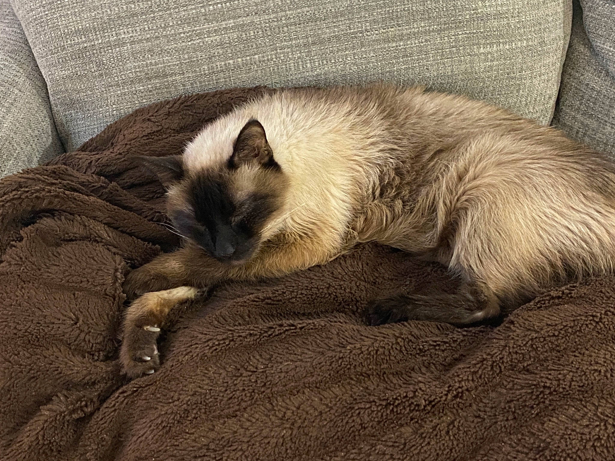 Fatboy joined the competition — help win amazing prizes! balinese, birman, carnivore, cat, claw, comfort, fawn, felidae, fur, nap, paw, siamese, small_to_medium_sized_cats, snout, tail, terrestrial_animal, thai, tonkinese, whiskers, wildlife