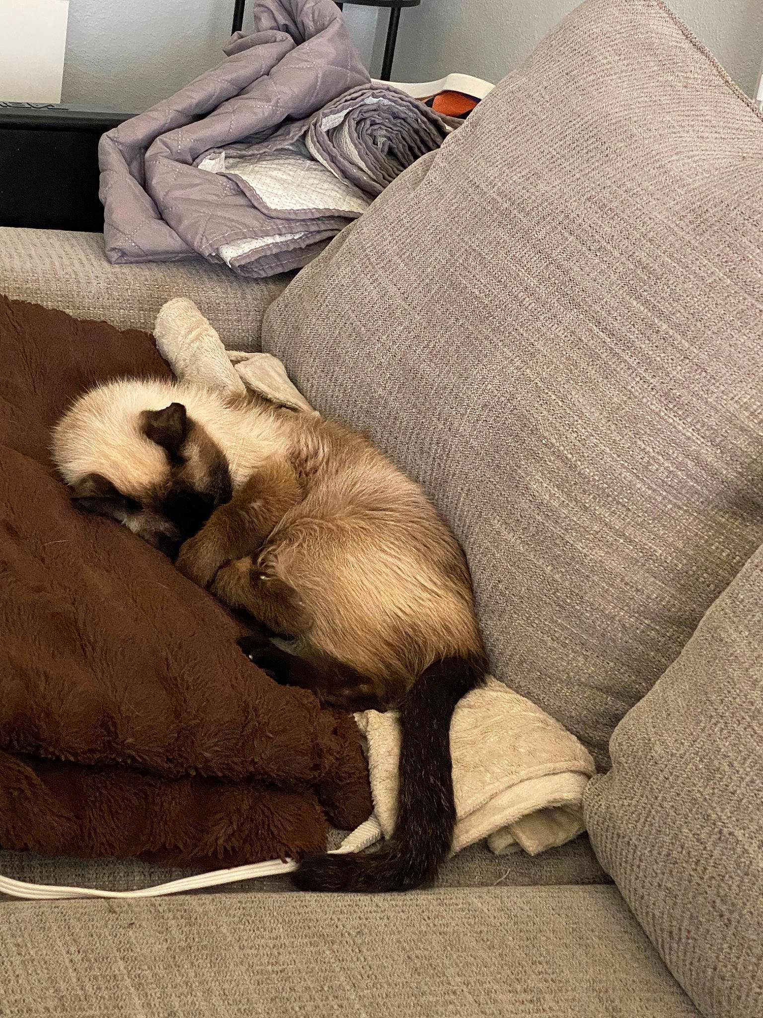 Fatboy is registered to the contest to win money with this photo: art, canidae, carnivore, comfort, companion_dog, couch, dog, dog_breed, fawn, felidae, fur, human_leg, linens, room, small_to_medium_sized_cats, sporting_group, tail, textile, whiskers, working_animal