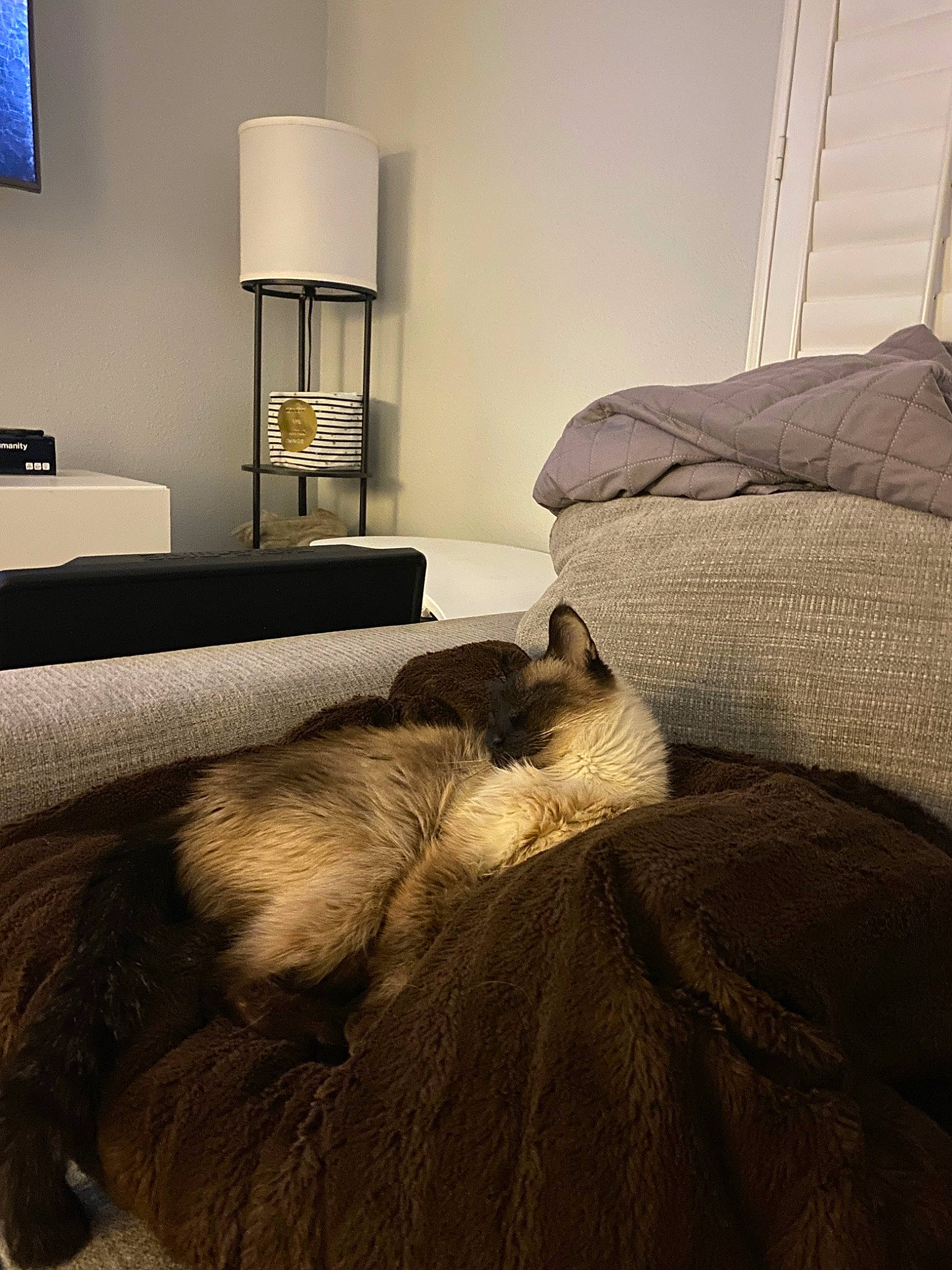 Fatboy joined the competition — help win amazing prizes! bed, building, carnivore, cat, comfort, companion_dog, felidae, floor, flooring, furniture, grey, hardwood, lamp, linens, living_room, small_to_medium_sized_cats, textile, tints_and_shades, whiskers, wood
