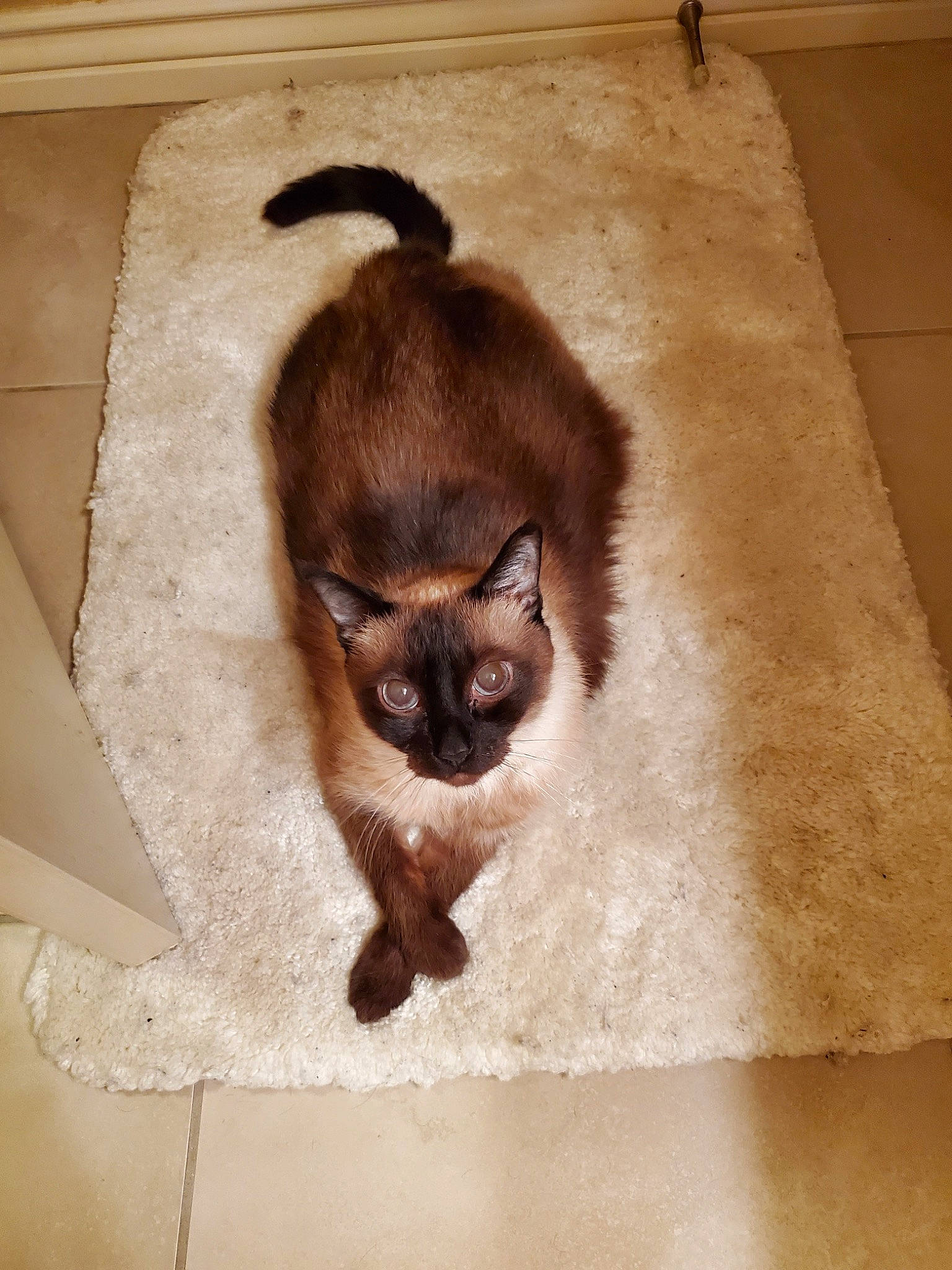 Fatboy joined the competition — help win amazing prizes! birman, carnivore, cat, eyewear, fawn, felidae, flooring, fur, hardwood, siamese, small_to_medium_sized_cats, snout, tail, whiskers, wood