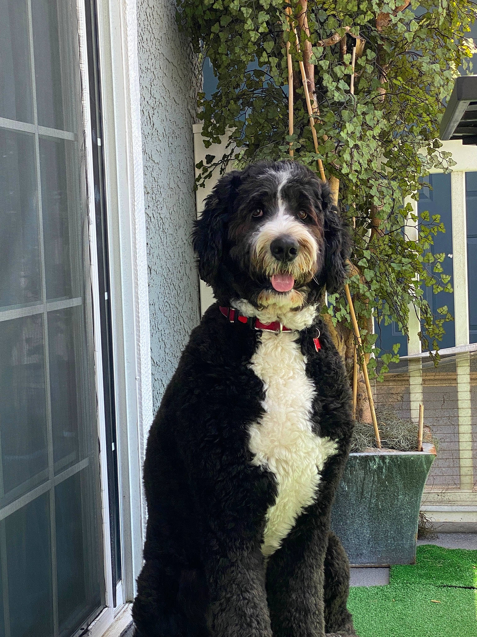 Enzo is registered to the contest to win money with this photo: canidae, carnivore, collar, companion_dog, dog, dog_breed, dog_collar, dog_supply, flowerpot, fur, giant_dog_breed, herding_dog, plant, snout, sporting_group, tree, water_dog, window, working_animal, working_dog