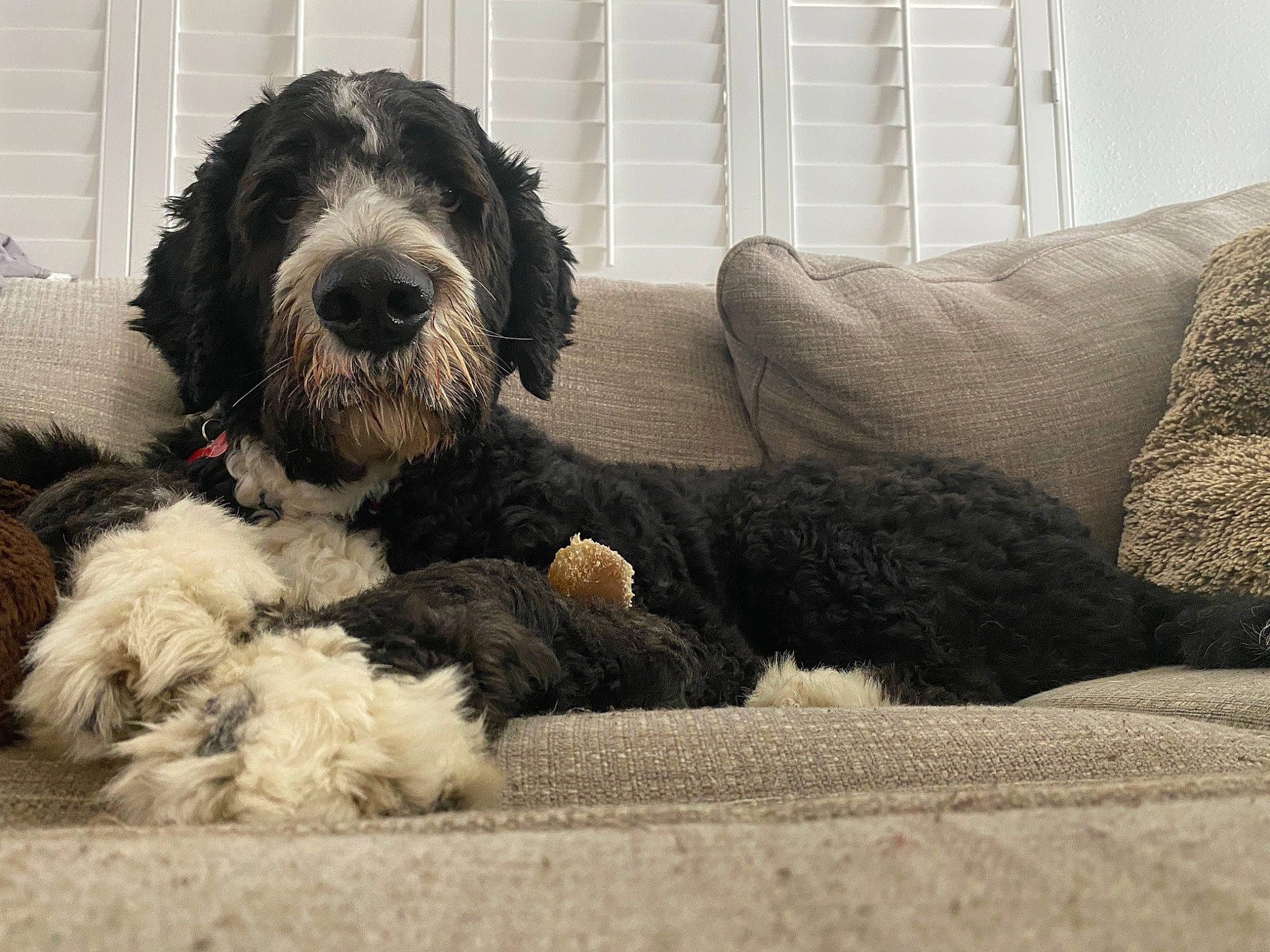 Enzo joined the competition — help win amazing prizes! canidae, carnivore, comfort, companion_dog, couch, dog, dog_breed, fur, non_sporting_group, small_terrier, snout, sporting_group, terrier, toy_dog, water_dog, working_animal, working_dog