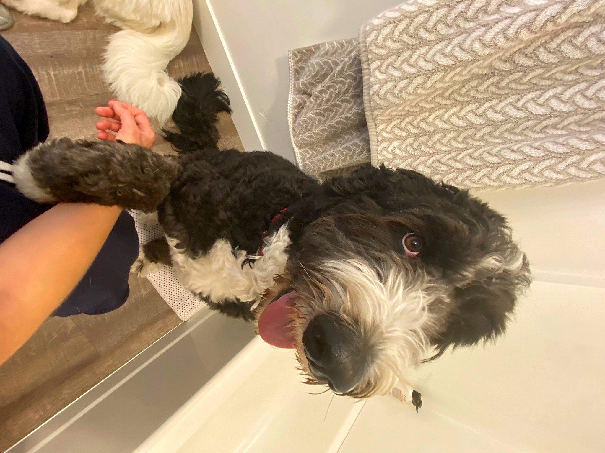 Enzo is registered to the contest to win money with this photo: canidae, carnivore, collar, comfort, companion_dog, dog, dog_breed, fur, non_sporting_group, small_terrier, snout, sporting_group, terrier, toy_dog, water_dog, working_animal, yorkipoo