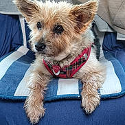 Perle participe au concours pour gagner de l'argent avec cette photo : accessories, airedale, animal, armchair, bandana, canine, chair, collar, couch, cushion, dog, formalwear, furniture, homedecor, leash, pet, puppy, strap, terrier, tie