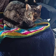 Maïa participe au concours pour gagner de l'argent avec cette photo : cat, animal, pet, feline, blanket, knitting, colorful, cozy, indoor, fur, whiskers, ears, eyes, resting, comfort, soft, texture, home, furniture, relaxation