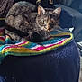 cat, animal, pet, feline, blanket, knitting, colorful, cozy, indoor, fur, whiskers, ears, eyes, resting, comfort, soft, texture, home, furniture, relaxation