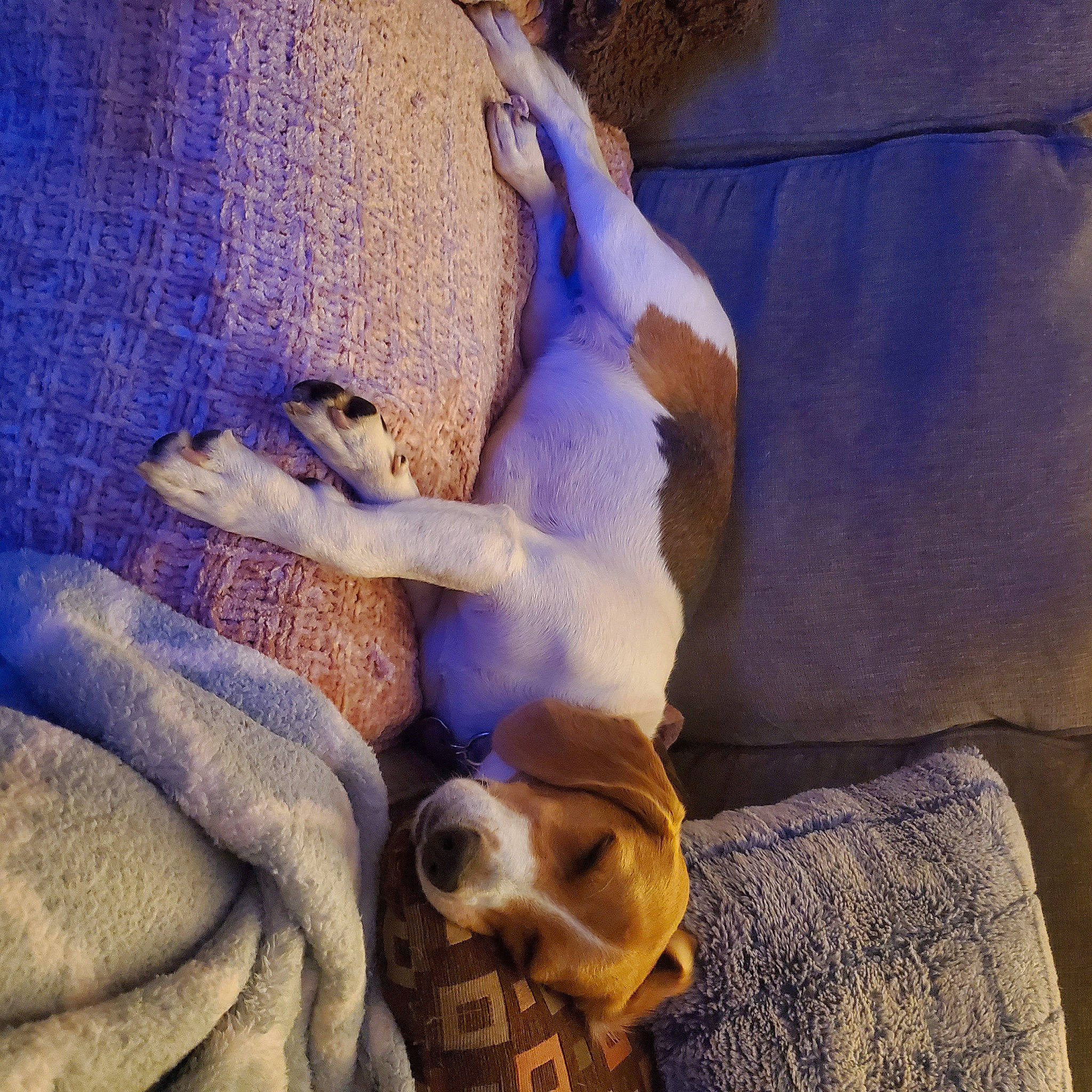 Molly is registered to the contest to win money with this photo: canidae, carnivore, comfort, companion_dog, couch, dog, dog_breed, electric_blue, fawn, felidae, fur, linens, mammal, nap, non_sporting_group, paw, sleep, sporting_group, tail, textile