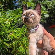 General Mao joined the competition — help win amazing prizes! animal, bell, blue_eyes, cat, collar, cute, domestic_cat, feline, fur, greenery, hand, kitten, nature, outdoor, pet, portrait, siamese, sunlight, whiskers, young_animal